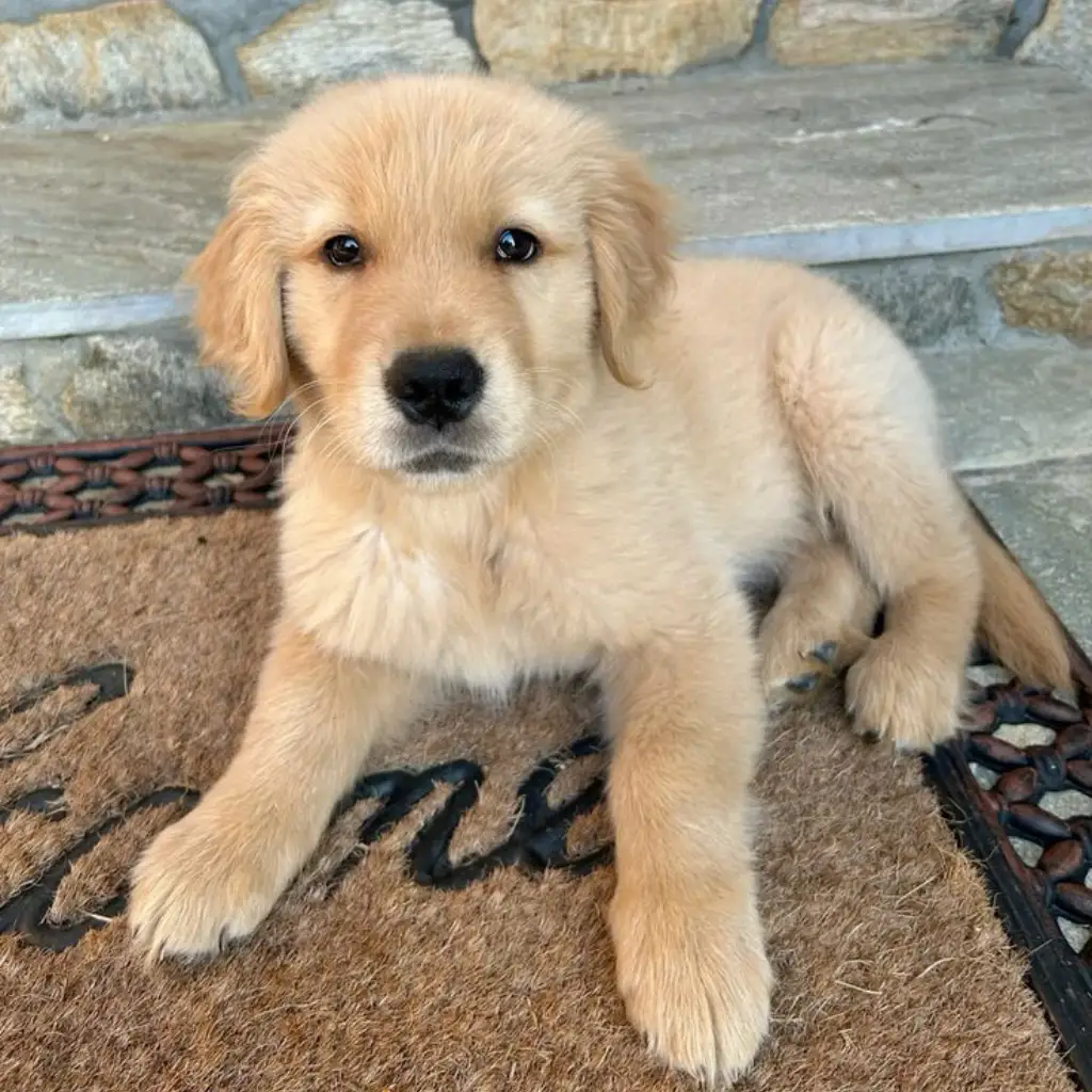 Golden Retriever hembra dorado Kira