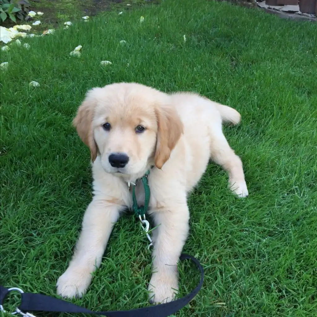 Cachorro Golden Retriever color crema