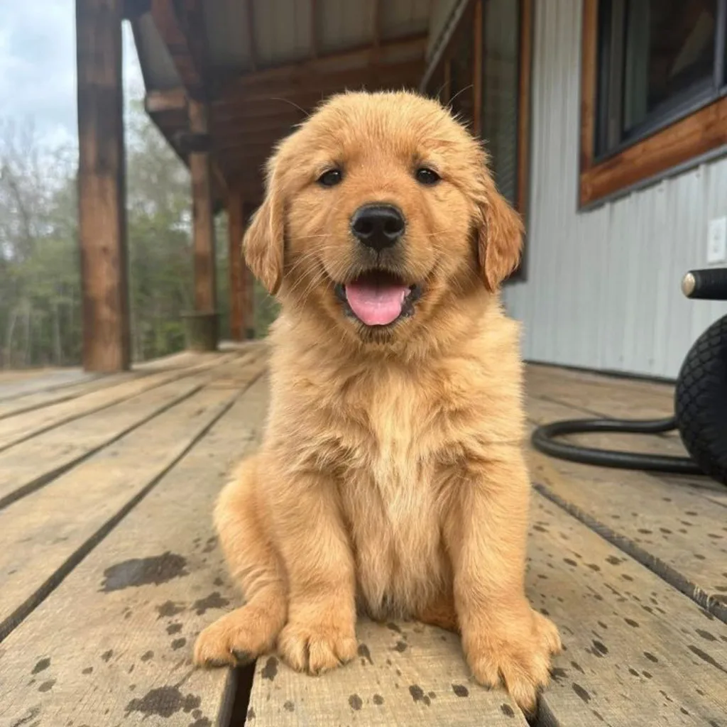 Golden Retriever macho claro Thor